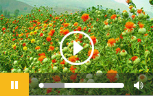 红花籽油压榨视频